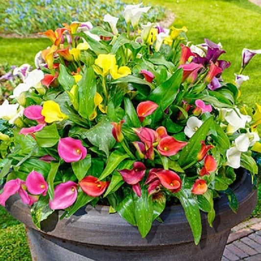 Artificial Calla Lily Flowers💐