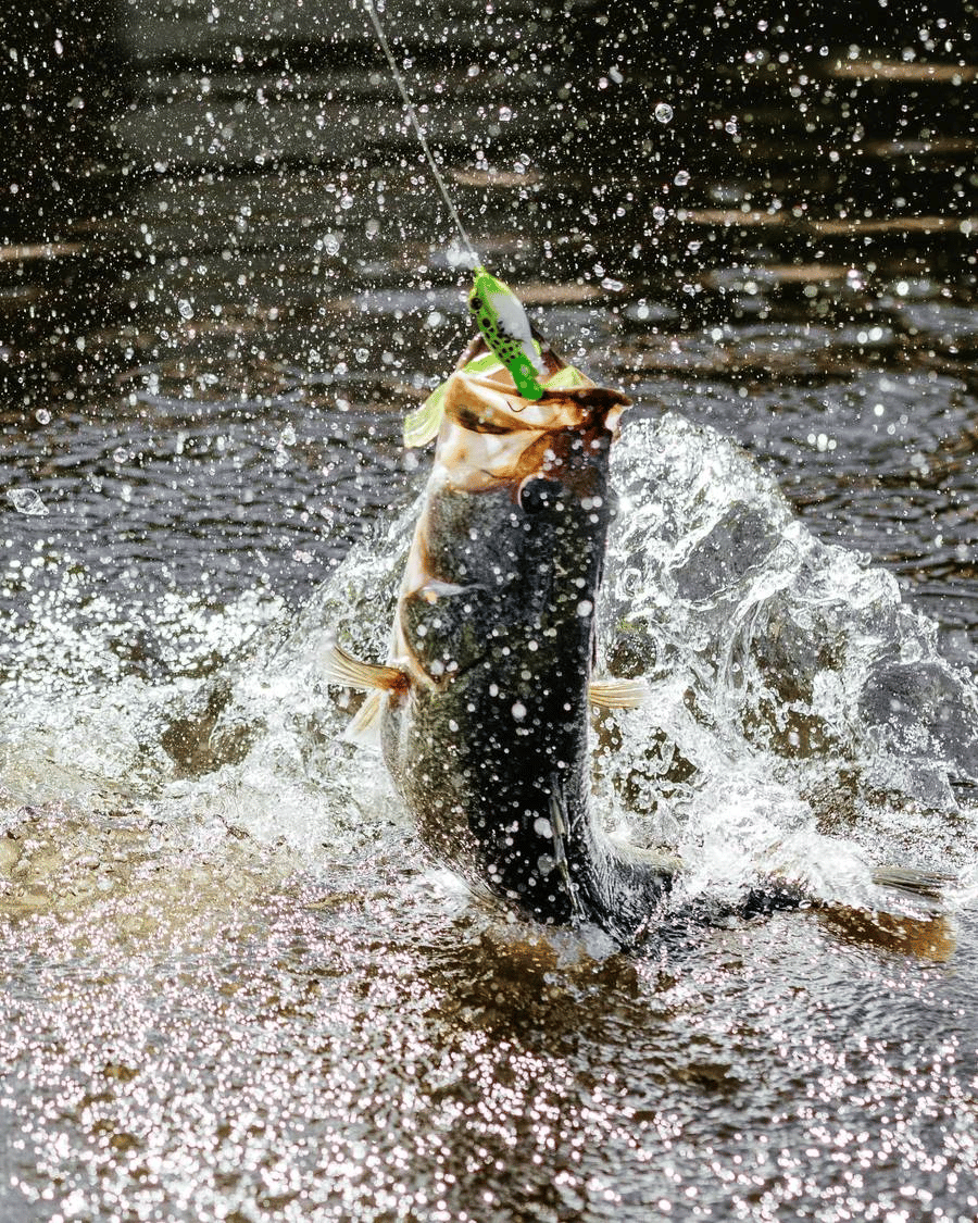 🔥Ultimate Frog Popper Bait
