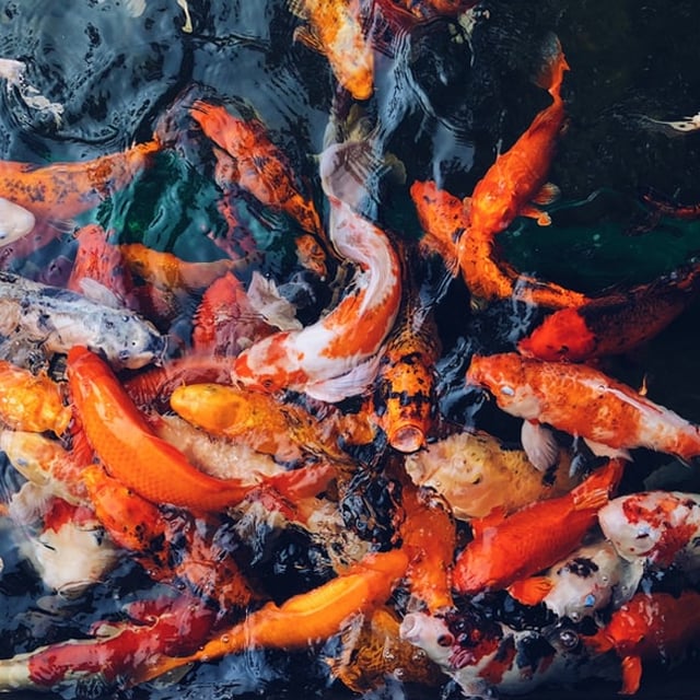 🎁Fish for Garden Lawn Pond Decoration🐟