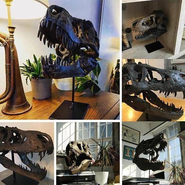 🔥-1/10 scale model of Tyrannosaurus Rex skull