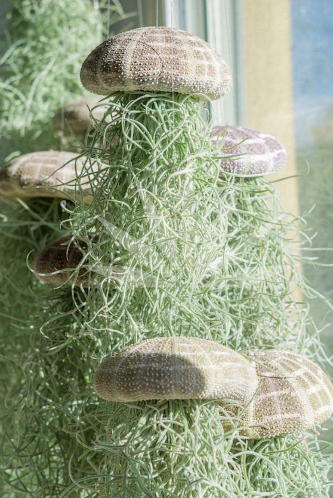 🔥Hanging Air Plant Jellyfish🌱