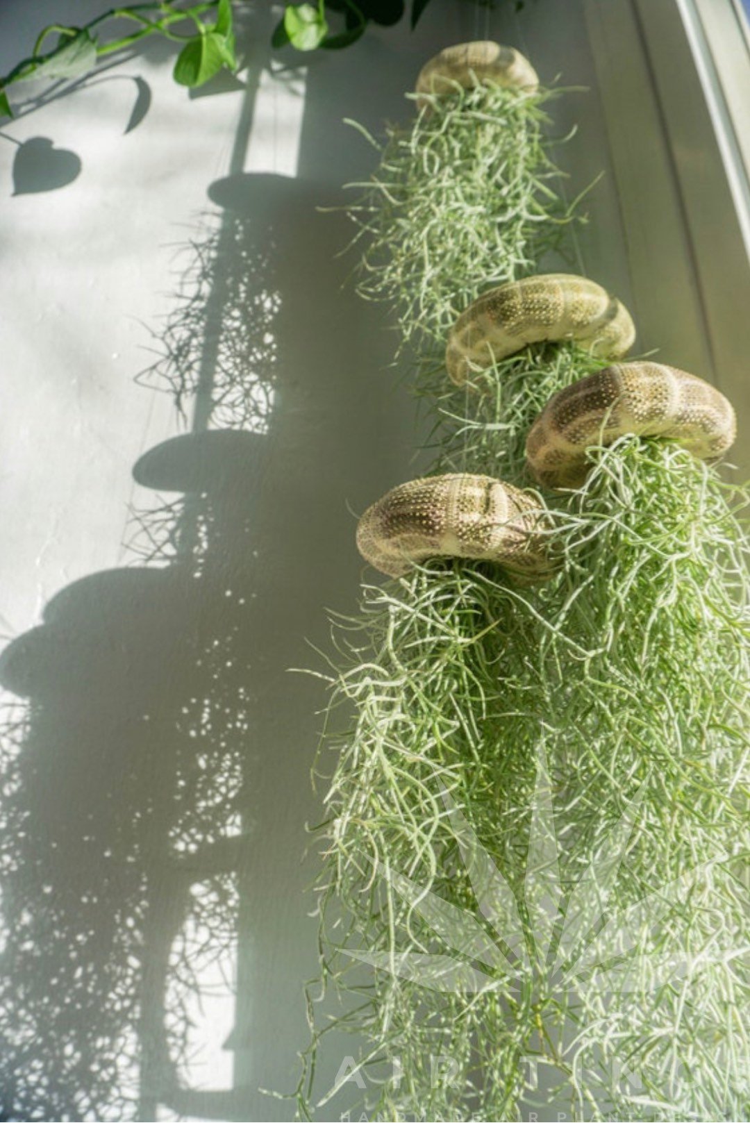 🔥Hanging Air Plant Jellyfish🌱