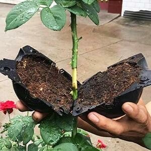 🌱Plant Root Growing Box