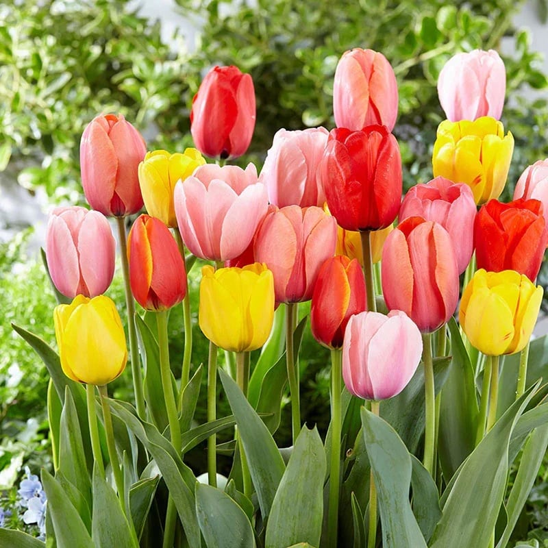 Limited Discount-Outdoor Artificial Tulips Flowers💐
