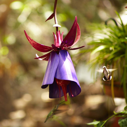 Flower creative   Hummingbird feeder water feeder