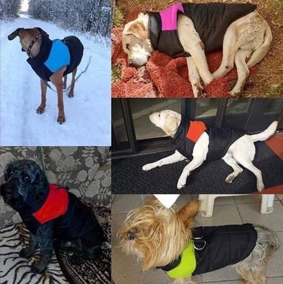 Dog Jacket - Special Discount